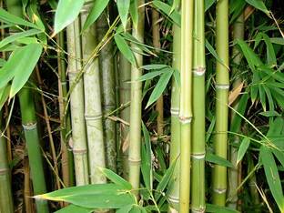 FRESHO Bamboo Plant Seed