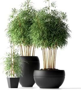 Paudha Bamboo Plant Seed