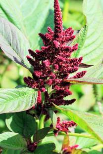 Green World Amaranthus Pygmy Torch 75 FLOWER SEEDS PACK Seed
