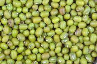 Green World MOONG SEEDS / MUNG SEEDS / GREEN GRAM SEEDS FOR FARMING 100 GMS PACK Seed
