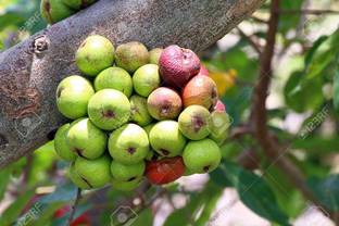 Trothic Gular/Cluster Fig Plant