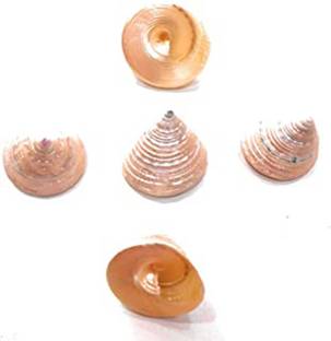 Mutyapu Shanku Pack of 5 pieces पत्थर के बर्तन यंत्र