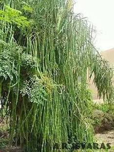 grassland Moringa Seeds PKM1 Hybrid (Drumstick Seeds) Pack of 10 Seed