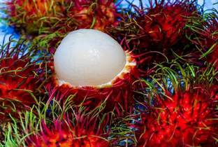 Sjeme Rambutan Fruit Seed