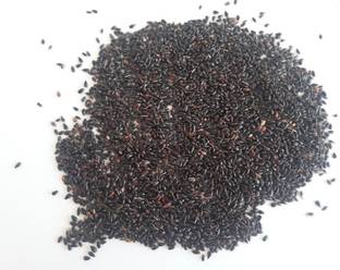 Garden Craft SUPER NAPIER GRASS Seed