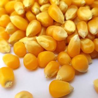 PRODUCER Premium Instant Popcorn Kernel Seeds, Vegan Friendly Grown in USA, 1 kg Natural Popcorn