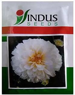 Indus Marigold Seed