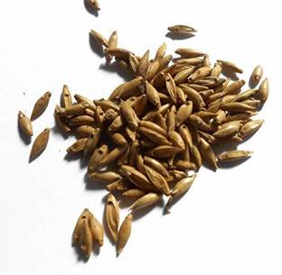 V Seed Thorny Bamboo Seed Seed