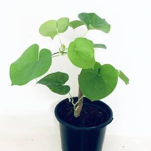 HEALTHY PLANT Giloy Plant