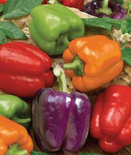 VibeX Pepper, Sweet, Rainbow Bell Blend Seed