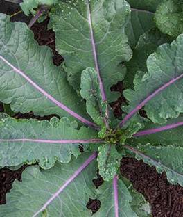 VibeX Organic Kale, Dazzling Blue Seed
