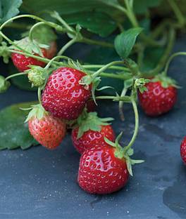 VibeX Strawberry, Mara Des Bois Seed
