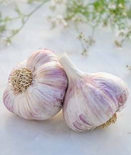 VibeX Garlic, Purple Glazer Seed