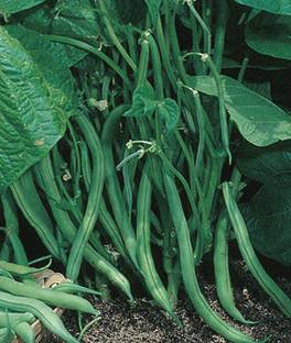 VibeX Bean Seed