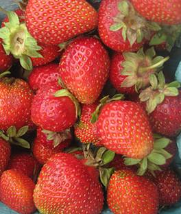 VibeX Strawberry, Chandler Seed