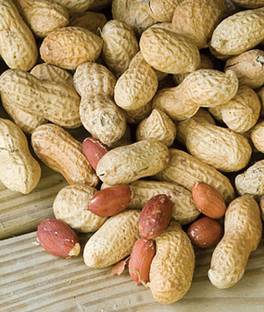 VibeX Peanut, Jumbo Virginia Seed