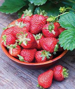 VibeX Seascape Strawberry Seed