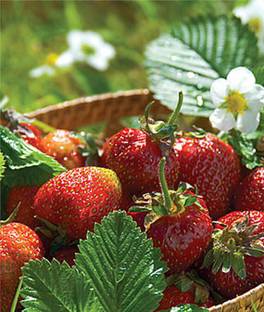 VibeX Strawberry, Jewel Seed