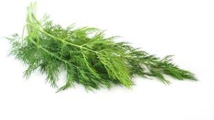 XOLDA Dill soya leaves Seed