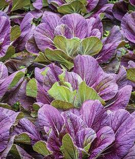 VibeX Hybrid Red Dragon Napa Cabbage Seed