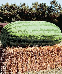 VibeX Watermelon, Carolina Cross #183 Seed