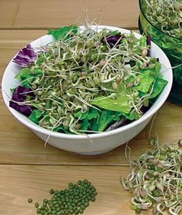VibeX Sprout Seed, Mung Bean Seed