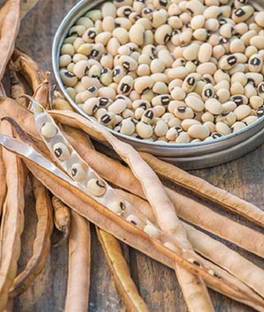 VibeX Organic Cowpea, California Blackeye No.5 Seed