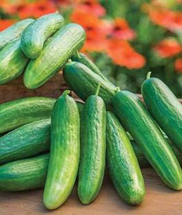 VibeX Lunchbox Hybrid Cucumber Seed