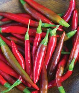VibeX Pepper, Hot, Big Thai Hybrid Seed