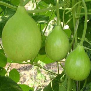 VibeX Bottle Gourd Seed