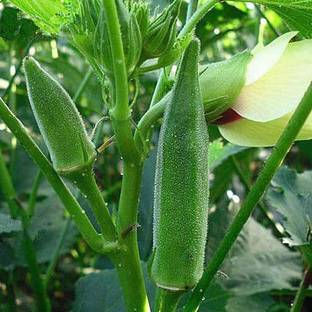 VibeX Okra Arka Anamika Seed