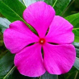 VibeX Vinca Rosea Pink - Desi Flower Seeds Seed