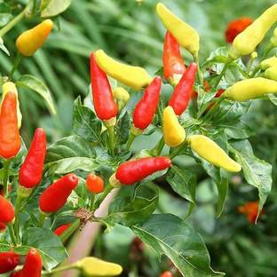 VibeX Hot Pepper Seed