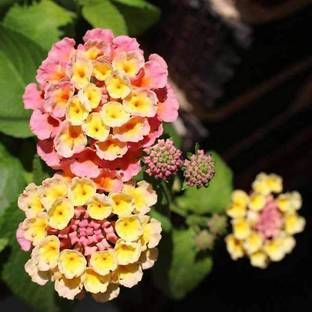 Biosnyg Lantana Camara -Flower Seeds-[50 Seeds] Seed