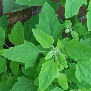 VibeX Bathuya, Seed