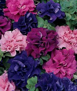 VibeX Petunia Seed