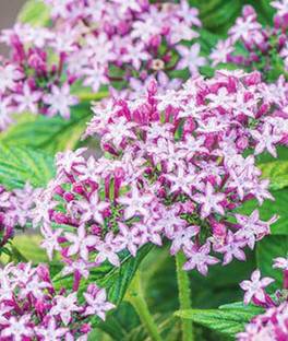 VibeX Pentas Seed