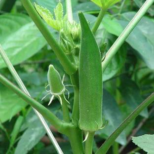 VibeX Bhindi Seed