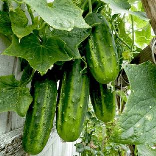 VibeX Cucumber Beit Alpha Seed