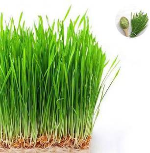 VibeX Wheat Grass Seed