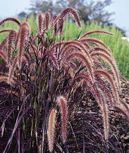 VibeX Ornamental Grass Seed