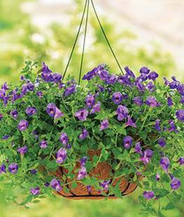 VibeX Torenia Seed