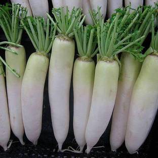 VibeX Radish Seed