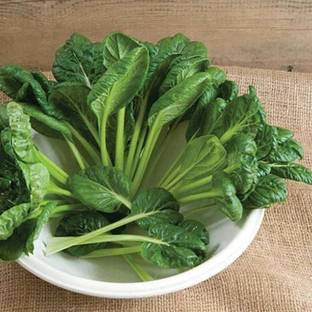 VibeX Tatsoi, Spinach Mustard Green - Vegetable Seeds Seed