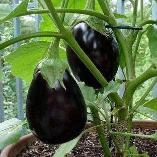 VibeX Brinjal Seed
