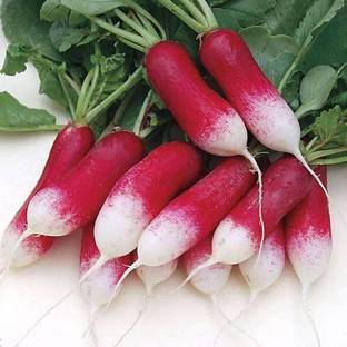 VibeX Radish Seed