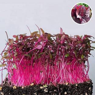 VibeX Amaranthus Seed