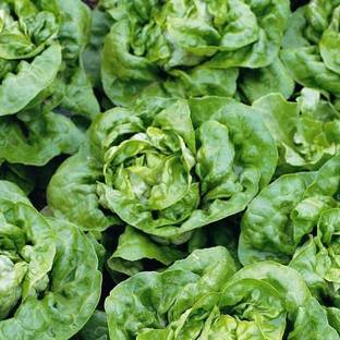 VibeX Lettuce Seed