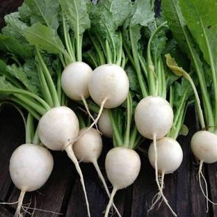VibeX Turnip White Seed