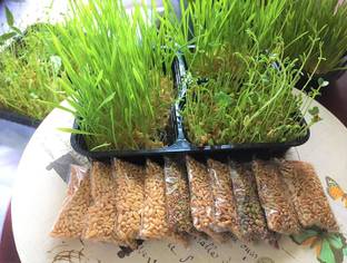 Biosnyg Microgreens, Wheatgrass, Microgreen"Mixed Salad" & Wheatgrass 500 Seeds Seed